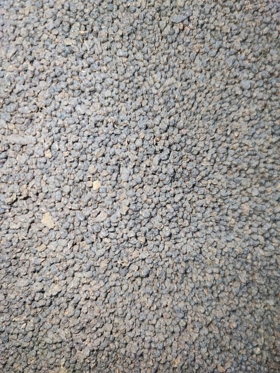 چای کله مورچه کلکته سیاره